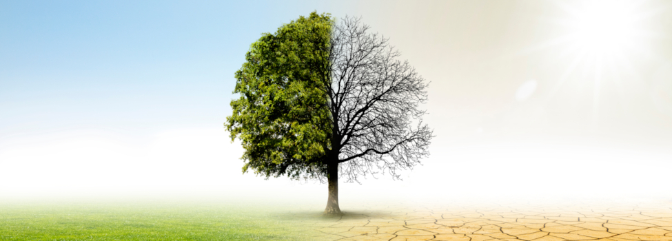 Ein Baum in der Mitte, links grüne Wiese und blauer Himmel, rechts trockene Erde und grelle Sonne – Symbol für Klimawandel.