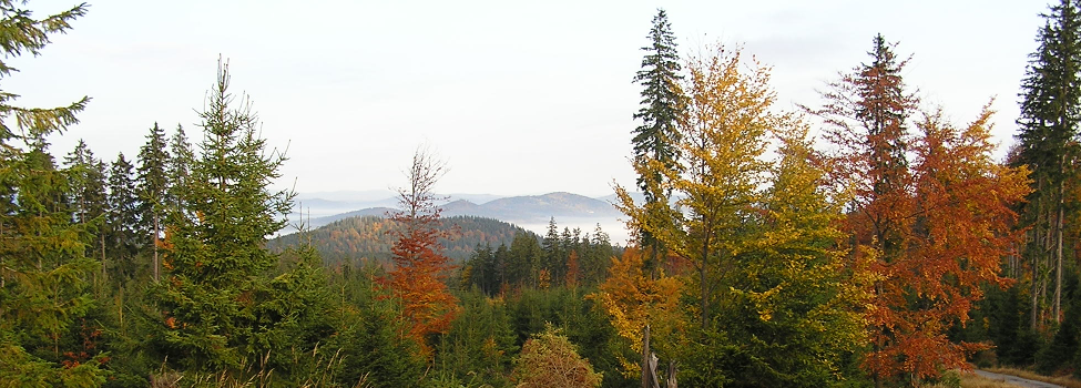 Foto: FECOF CZ