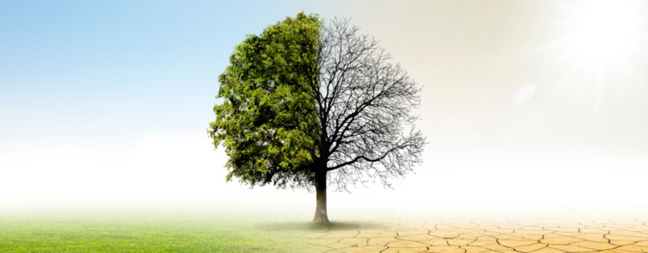 A tree in the middle, green meadow and blue sky on the left, dry earth and bright sun on the right – a symbol of climate change.