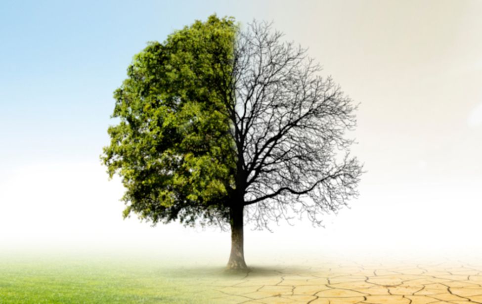 A tree in the middle, green meadow and blue sky on the left, dry earth and bright sun on the right – a symbol of climate change.
