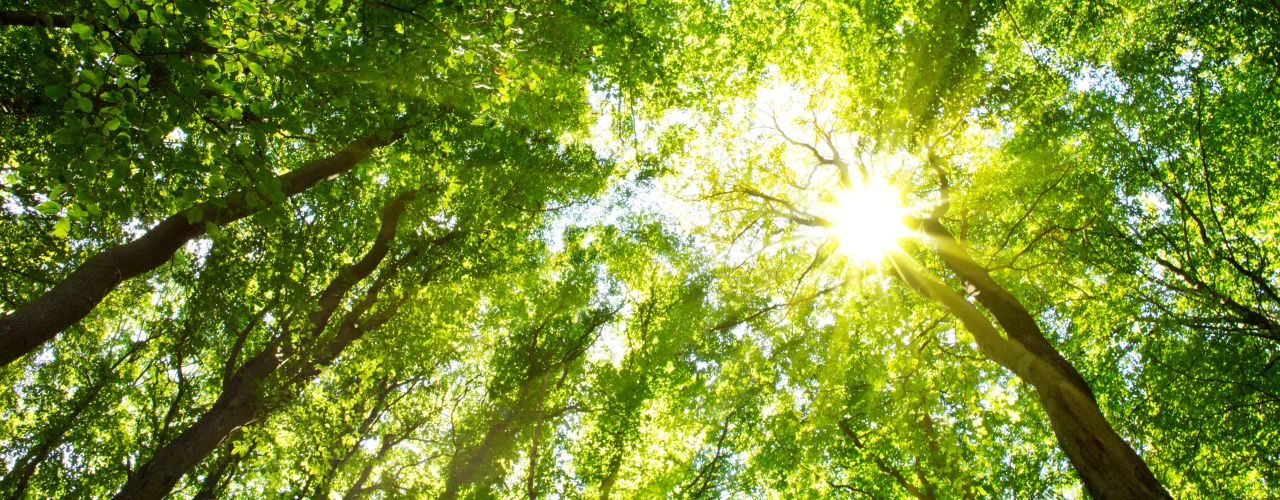 View upwards into a dense deciduous forest with rays of sunlight shining through the green canopy.