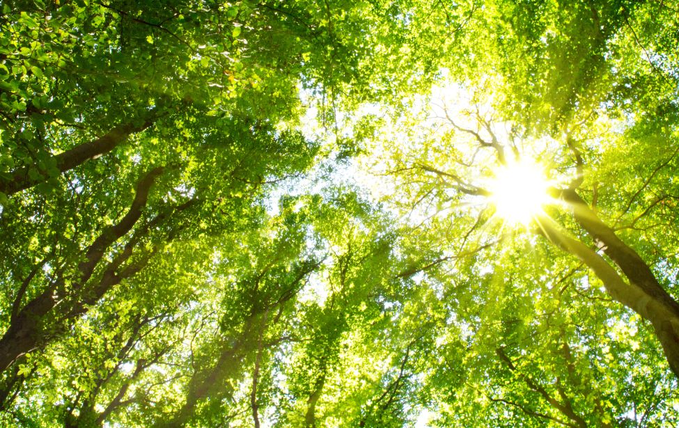 View upwards into a dense deciduous forest with rays of sunlight shining through the green canopy.
