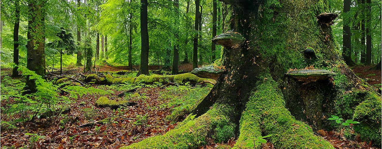 View upwards into a dense deciduous forest with rays of sunlight shining through the green canopy.