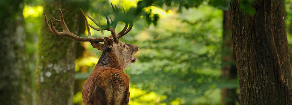 © Ingrid Lamour