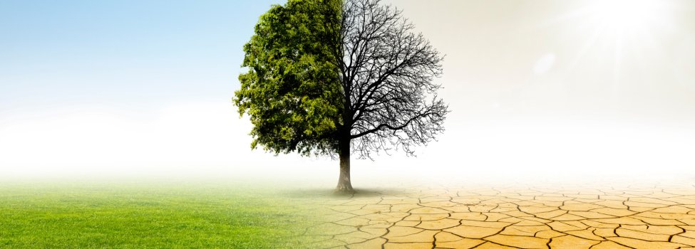 A tree in the middle, green meadow and blue sky on the left, dry earth and bright sun on the right – a symbol of climate change.