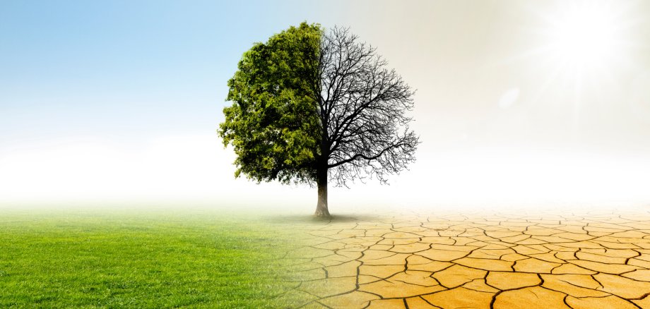 A tree in the middle, green meadow and blue sky on the left, dry earth and bright sun on the right – a symbol of climate change.