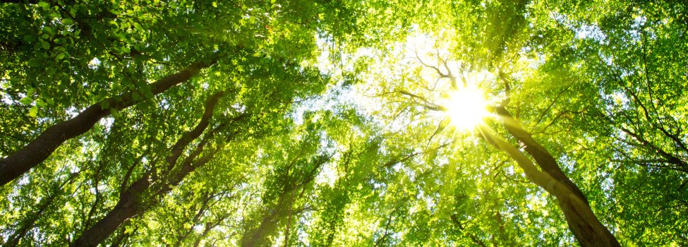 View upwards into a dense deciduous forest with rays of sunlight shining through the green canopy.