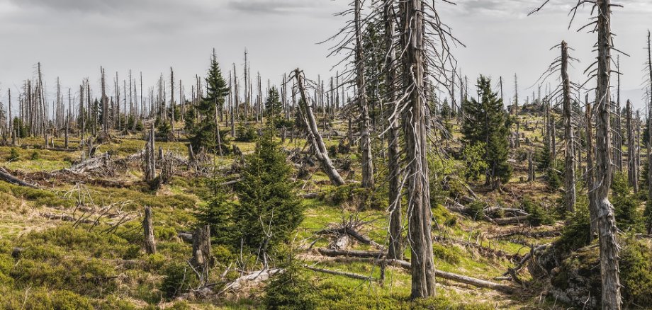 © FelixMittermeier / pixabay.com