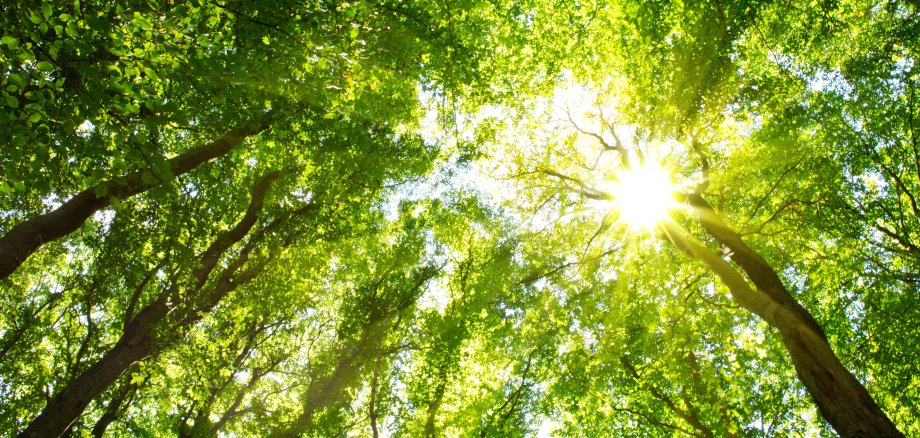 View upwards into a dense deciduous forest with rays of sunlight shining through the green canopy.